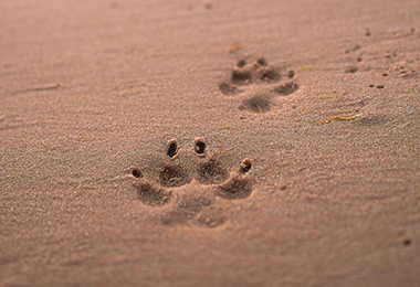 CORSI DI RICONOSCIMENTO DELLE TRACCE DEGLI ANIMALI